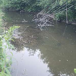 Overgrowth