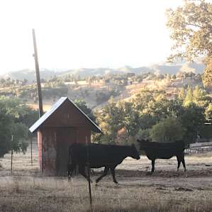 Cows!
