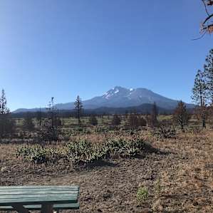 Shasta Juniper High Desert