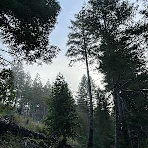 Orion's Hill #1