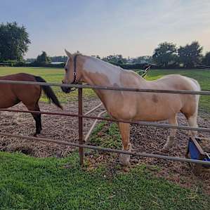 Horse Farm Camping