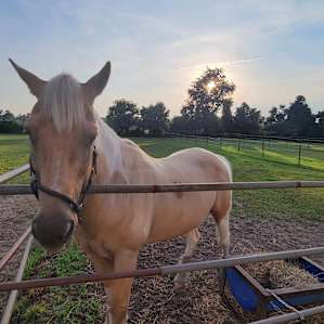 Horse Farm Camping