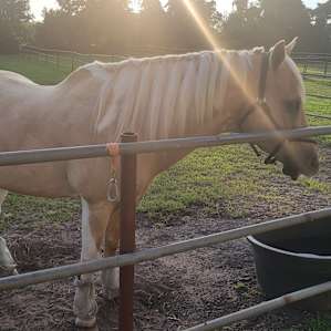 Horse Farm Camping