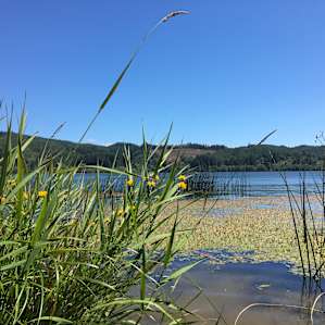 Lakeside Meadow