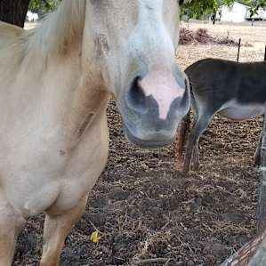 "Mi Querida" at Mission Ranch