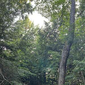 Cedar Creek Forest Camping