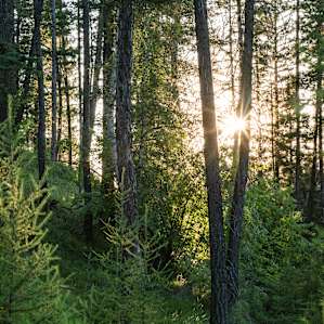 Did I mention the sun coming through the trees? Because it's gorgeous.
