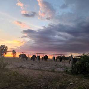 Cabin on a Buffalo Farm With a HOT