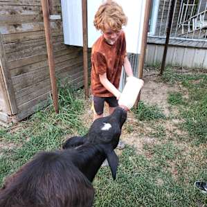 Cabin on a Buffalo Farm With a HOT