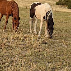 Super friendly horses!