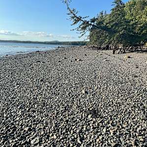Quiet Acadia Woods Near Ocean