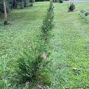 Taking care of the land ... growing trees everywhere.