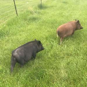 Homestead/Hobby Farm #2