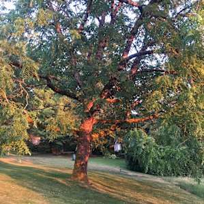 Black Walnut
