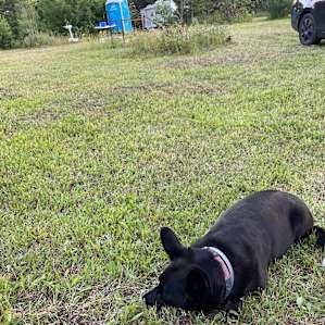 Snoozing in the grass after a big game of fetch ❤️