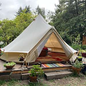 Bell tent in the redwoods