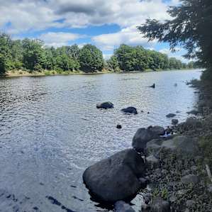 Beaver Bug Campsite