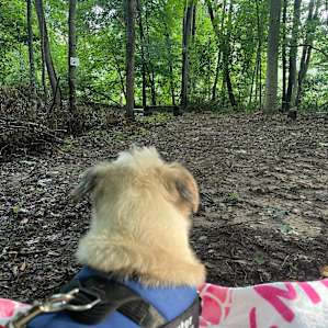 Animal friendly! Our dog Baxter loved hanging out in the woods and playing in the river!