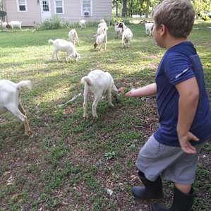 Kids loved all the animals
