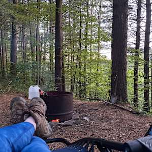 Purple Pines