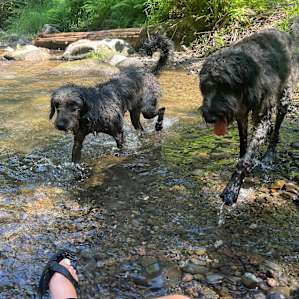 Trees, Creeks, and Waterfalls!