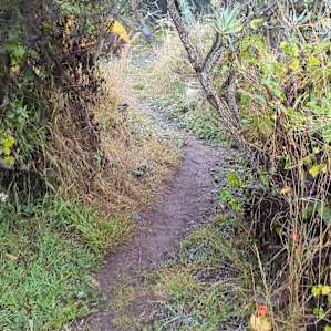 pathway to campsite