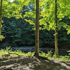 Streamside Eriegrove