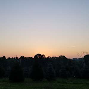 Pioneer Trails Tree Farm