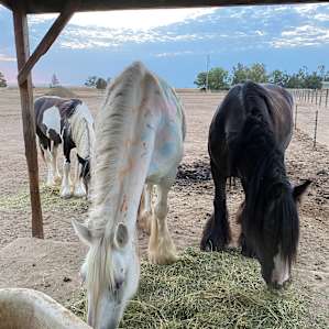 Hirst Horse Ranch Sites #3-5