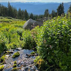 Stream above cabin- great for filtering drinking water.
