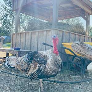 Hobby Farm Off Grid Camping!
