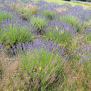 Field of Lavender