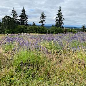 Field of Lavender