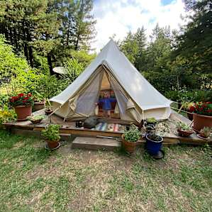 Bell tent in the redwoods
