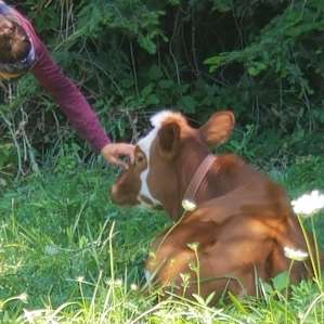 We didn't catch her name, but this cow was the sweetest.