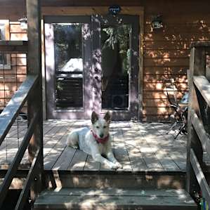 Doggo enjoying our stay on the deck!