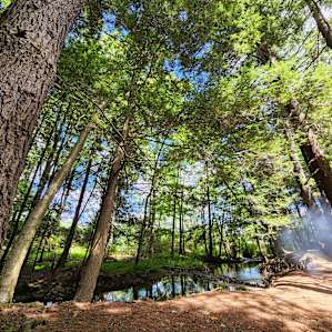 Bald Eagle Campsite - Large Group