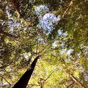 Camp Escape: The Woods