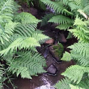 I loved listening to the creek, peaceful.