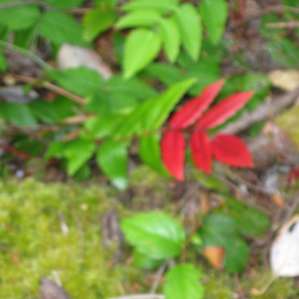 Cabin is in the woods, native plants everywhere