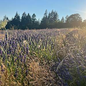 Field of Lavender