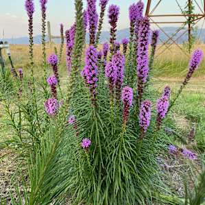 County Line Flower Farm Yurt