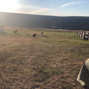 Our dogs on the right, Willie on the left playing fetch