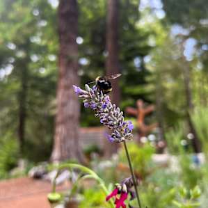 Marcy's garden is so beautiful !
