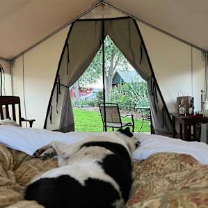 Cosmos Glamping Tent