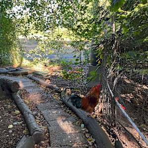 Rooster strutting his stuff.