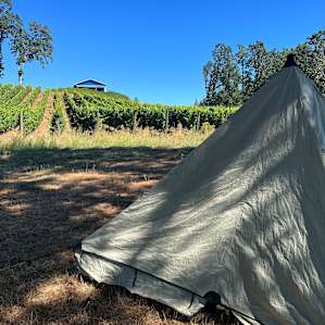 Vineyard by day, Stars at night!