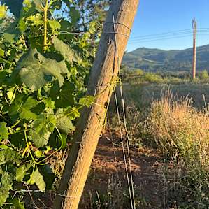 Vineyard by day, Stars at night!