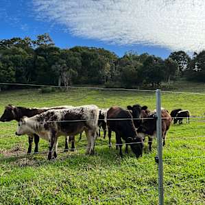 Tweed Valley Farmhouse Cheeses