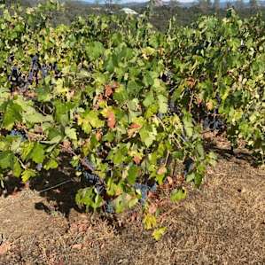 Camp in the Vineyards